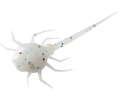 13 Fishing Spiningavimo masalas 13Fishing Coconut Crab 3,2cm (6 vnt.)