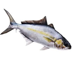 Žaislas EnergoFish Pillow Amberjack 105cm