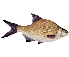 Žaislas EnergoFish Pillow Bream 70cm