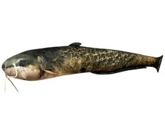 Žaislas EnergoFish Pillow Catfish 50cm