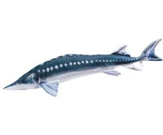 Žaislas EnergoFish Pillow European Sturgeon 125cm