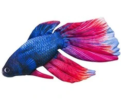 Žaislas EnergoFish Pillow Gold Fish 53cm