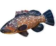 Žaislas EnergoFish Pillow Grouper 100cm