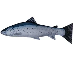 Žaislas EnergoFish Pillow Sea Trout 110cm
