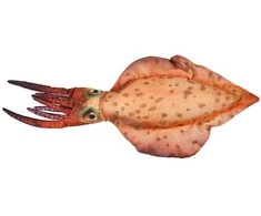 Žaislas EnergoFish Pillow Squid 76cm