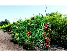 Augalų atrama Garden Center 140183, 0,7 cm x 0,7 cm, 170 cm, plastikinė/metalinė, žalia spalva.
