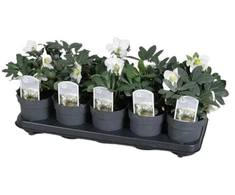 Berry Bucket Buitinis kibiras Plast Team 60790808, 10 l, raudona sp.