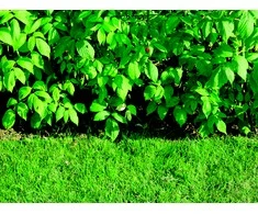 Du_Pont BARJERAS ŠAK PLANTEXROOTBARRIER 0.7X5M