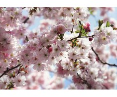 KOMAR Photomurals 8-507