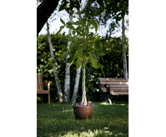 Plasticotto Plastikinis vazonas Campana D22 H18CM Šokoladinis