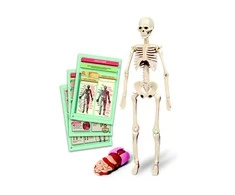 Edukacinis žaislas Clementoni The Human Body Mini-Set 50824