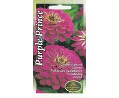 Kurzemes Seklas Zinnia sėklos Zinnia Violetinė Prince, 4 g