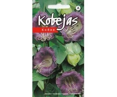 Kurzemes Seklas Kobėjos sėklos Violetinė Seeds, 3 g
