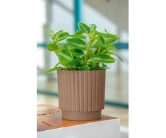 FORM PLASTIC Gėlių vazonas Mika Cyli Ruda 18cm