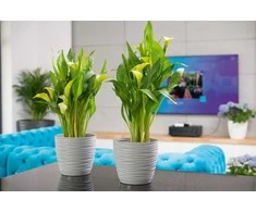 Puķu pods Form Plastic Sahara Petit 3040-040, plastmasa, pelēka krās.