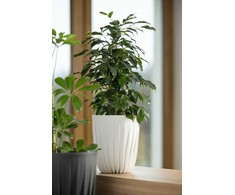 Gėlių vazonas Lamela Mira 915-05, plastikinis, baltas