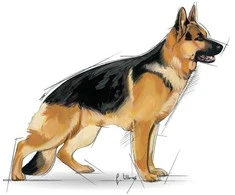 Royal Canin Maxi Adult Sausas Maistas šunims, 4kg
