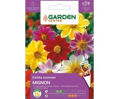 Dahlia Mignon sėklos Garden Center, 0,5 g