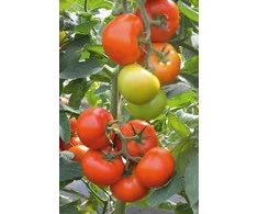 Kurzemes Seklas Pomidorų sėklos 0.5g Marmande