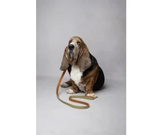 Flamingo DOG LEASH VIRGINIA Žalias 1.3M 20MM