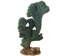 HOBBY kaktusas „Victoria“, 22 cm, terariumui