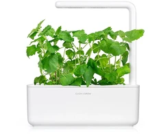 Click Grow „Click and Grow“ – išmaniojo sodo papildymo pakuotė, 3 vnt. – katžolė (SGR29X3)