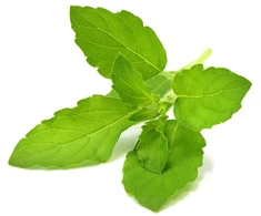 Click Grow „Click and Grow“ – išmaniojo sodo papildymo pakuotė, 3 vnt. – šventasis bazilikas/tulsi (SGR66X3)