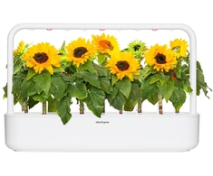Click Grow „Click and Grow“ – išmaniojo sodo papildymas, 3 vnt. pakuotė – mini saulėgrąžos, 100 % be žiedadulkių ir lengvai auginamos – mini – geltonos