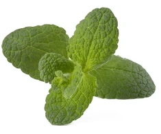 Click Grow „Click and Grow“ – išmaniojo sodo papildymo pakuotė, 3 vnt. – obuolių ir mėtų skonio (SGR79X3)