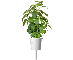 Click Grow „Click and Grow“ – išmaniojo sodo papildymo pakuotė, 3 vnt. – šventasis bazilikas/tulsi (SGR66X3)