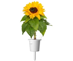 Click Grow „Click and Grow“ – išmaniojo sodo papildymas, 3 vnt. pakuotė – mini saulėgrąžos, 100 % be žiedadulkių ir lengvai auginamos – mini – geltonos