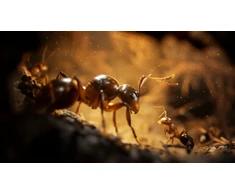Empire of the Ants - PlayStation 5