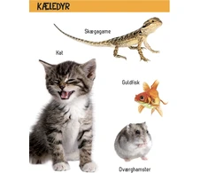 KNYGA Forlaget Tukan Kig engang - Ką tai reiškia?