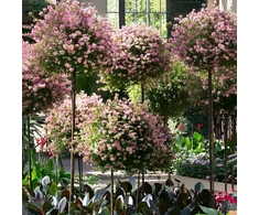 Pergola Sodo pergolės terasos metalinė atrama vijokliniams augalams, rožėms, 50x10 cm, baltos spalvos