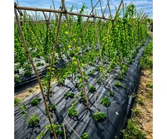 Realne Ceny Krzysztof Alchimionek Folia Ogrodowa Perforowana do Okrywania Ochrony Roślin su Otworami 0,95x10m