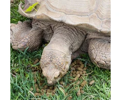 „Zoo Med“ – natūralus pievų vėžlių maistas – 425 g