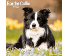 KNYGA Bookshop Border Collie Calendar 2026 Square Dog Breed Wall Calendar - 16 Month