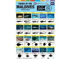 KNYGA Kuiter, Rudie H; Godfrey, Tim Maldives Fish Field Guide "Top 200+"