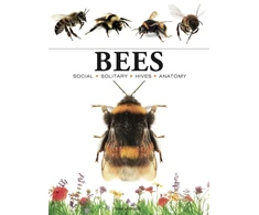 KNYGA Tom Jackson Bees