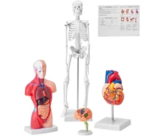 Žmogaus anatomijos modelių rinkinys. 4 dalys (smegenys. širdis. torsas. skeletas)