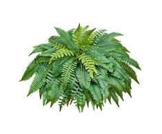 Koduva Dirbtinis papartis VEVOR Boston, žalias, 127 x 127 x 60-65 cm, 96 lapai