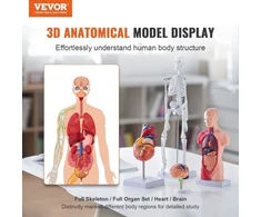 VEVOR Žmogaus anatomijos modelių rinkinys, 4 dalių: smegenys, liemuo, širdis ir skeletas