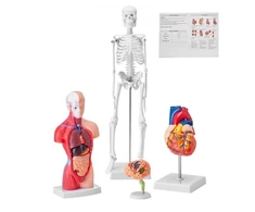VEVOR Žmogaus anatomijos modelių rinkinys, 4 dalių: smegenys, liemuo, širdis ir skeletas