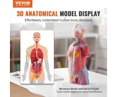 VEVOR Žmogaus kūno modelis, 23 dalių, 18 colių, liemens anatomijos modelis su nuimamais organais