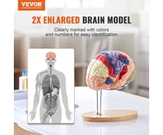 VEVOR Žmogaus smegenų modelis, 2 kartus padidintas, 4 dalių, su žymomis ir stovu