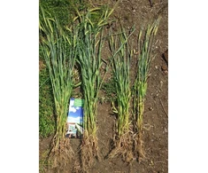 Bioaktyvatorius augalams BioAktiv Plants 5kg, 25kg, BioAktiv: 25 kg
