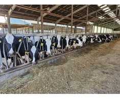 Pašarų priedas galvijams BioAktiv 5kg, 20kg, BioAktiv: 5kg