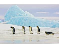 Signal Meble Signal Penguins paveikslas