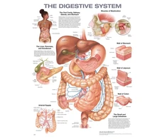 KNYGA Digestive System Anatomical Chart