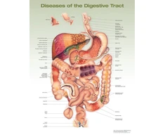 KNYGA Diseases of the Digestive Tract Anatomical Chart